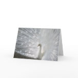 White Peacock Greeting Card