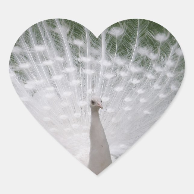 White Peacock Heart Shaped Sticker (Front)