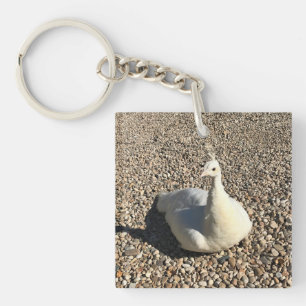 White Peacock, Idaho Keychain