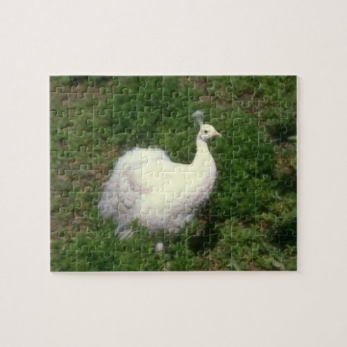 White Peacock Jigsaw Puzzle