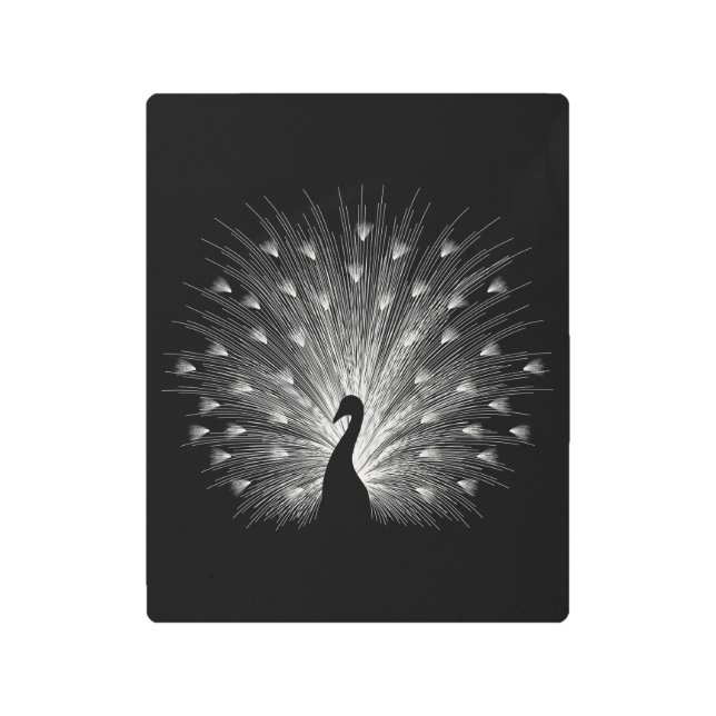 White peacock metal print (Front)