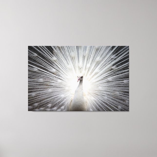 White Peacock on Premium Wrapped Canvas (Gloss) Print (Front)