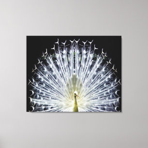 White Peacock Pavo Animalia Canvas Print