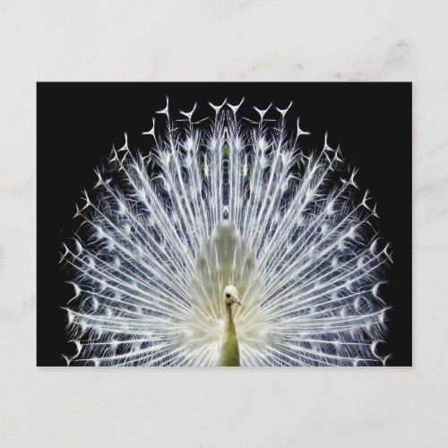 White Peacock Pavo Animalia Postcard