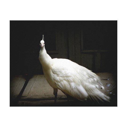 White Peacock Photo Canvas Print