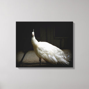 White Peacock Photo Canvas Print