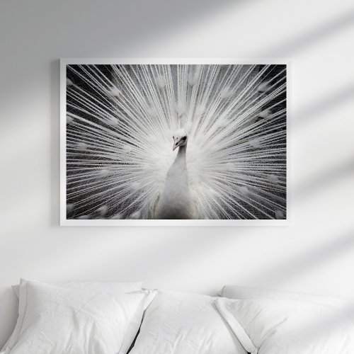 White Peacock Photography Poster
