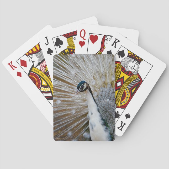 White Peacock Poker Cards (Back)