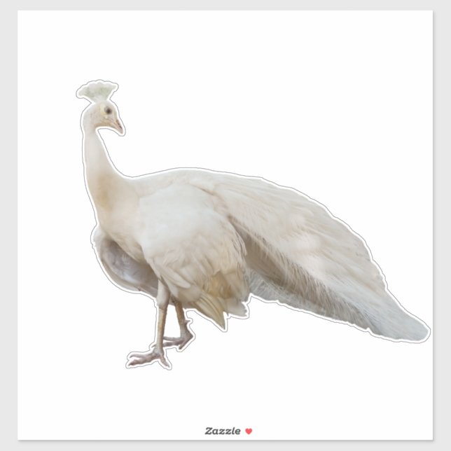 White peacock posing sticker (Sheet)