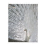 White Peacock Postcard