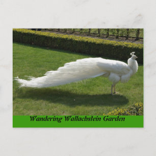 White Peacock Postcard