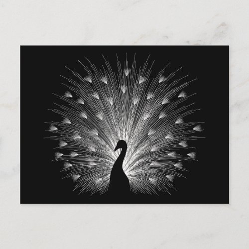 White peacock postcard