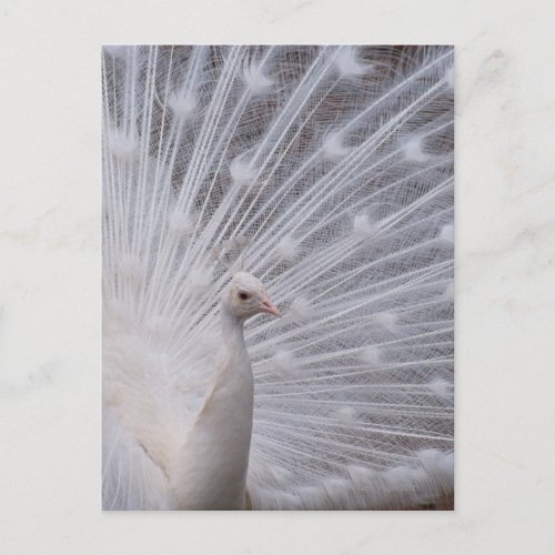 White Peacock Postcard