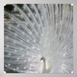 White Peacock Poster at Zazzle