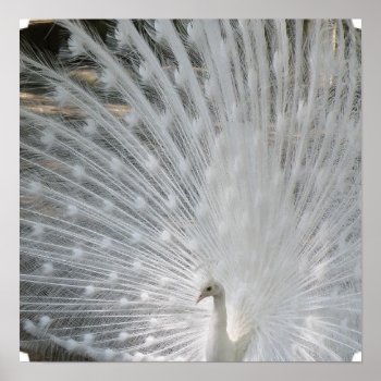 White Peacock Poster by WildlifeAnimals at Zazzle