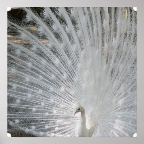 White Peacock Poster