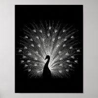 White peacock