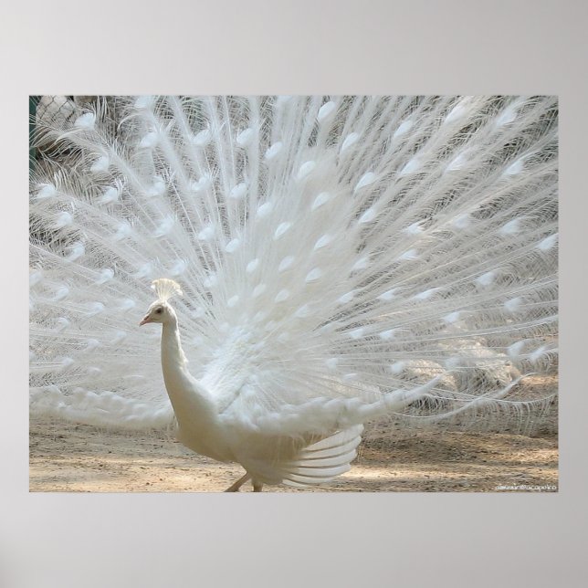 WHITE PEACOCK POSTER (Front)
