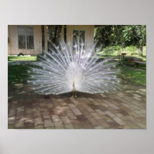 White Peacock
