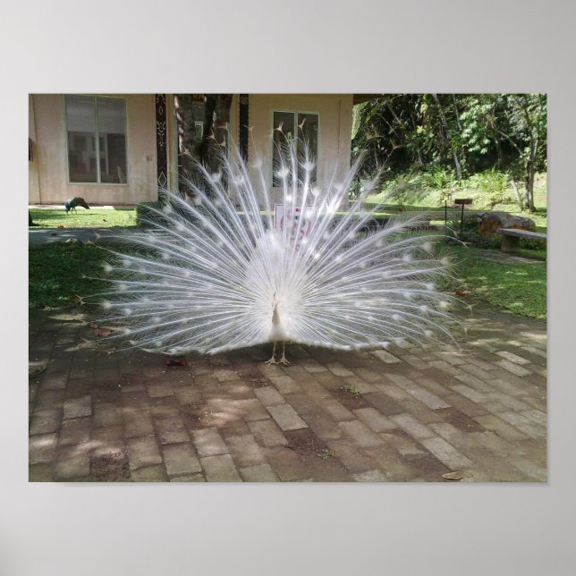White Peacock Poster (Front)