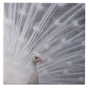 White Peacock Tile