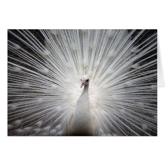 White Peacock with Fanned Feathers Cards (Front Horizontal)