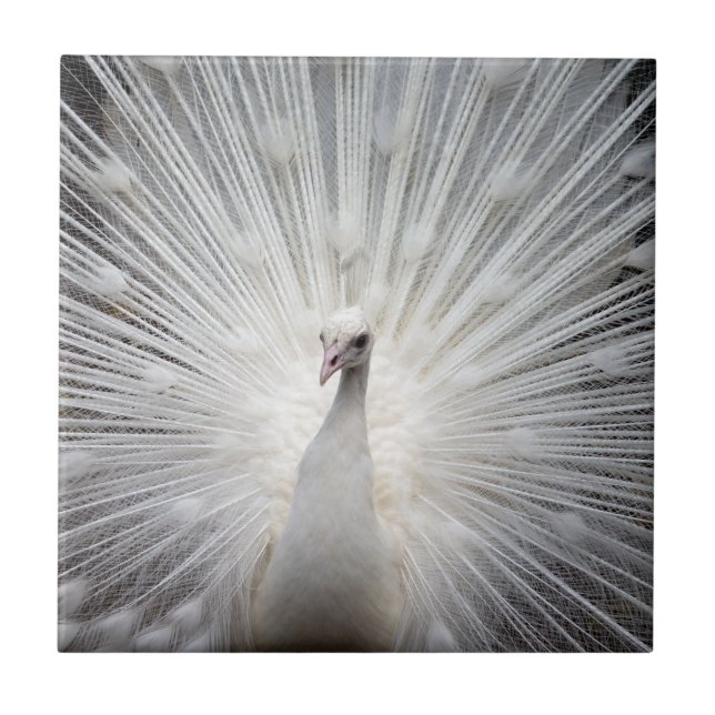 White Peacock with Fanned Feathers Tile (Front)