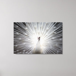 White Peacock with Feathers Fanned Canvas Print