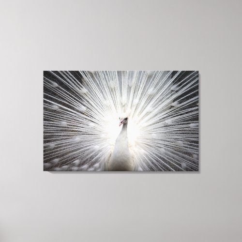White Peacock with Feathers Fanned Canvas Print
