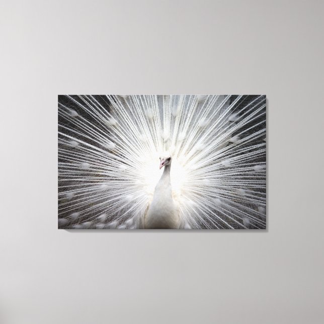White Peacock with Feathers Fanned Canvas Print (Front)