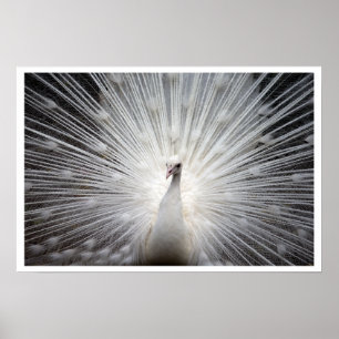 White Peacock with Feathers Fanned Out Poster