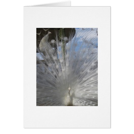 White Peacock With Peahen On Roost Cards (Front)