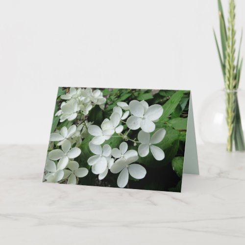 White Pee Gee Hydrangea Flowers Blank Note Card