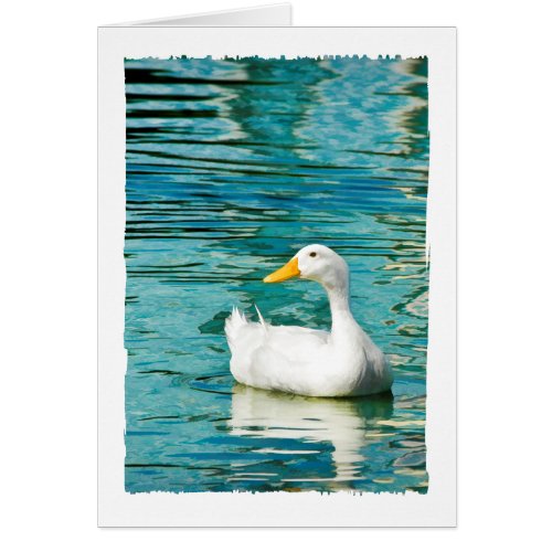 White Pekin Duck  _ Nature Photo in Reflections