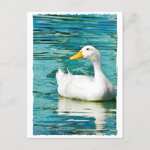 White Pekin Duck  _ Nature Photo in Reflections Postcard