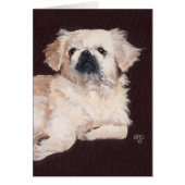 White Pekingese Dog (Front)