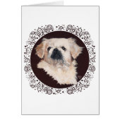 White Pekingese Head Study (Front)