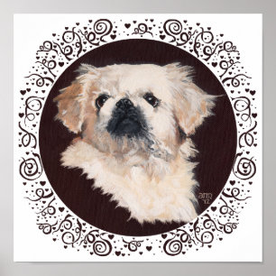 White Pekingese Head Study Poster