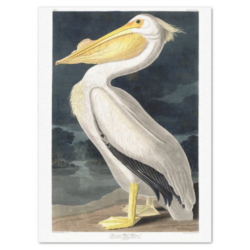 WHITE PELICAN BY JOHN J AUDUBON TISSUE PAPER