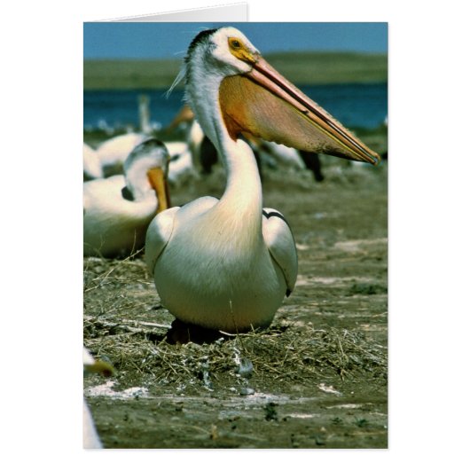 White Pelican Cards (Front)