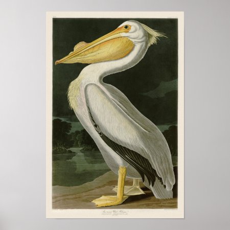 White Pelican John James Audubon Birds Of America Poster