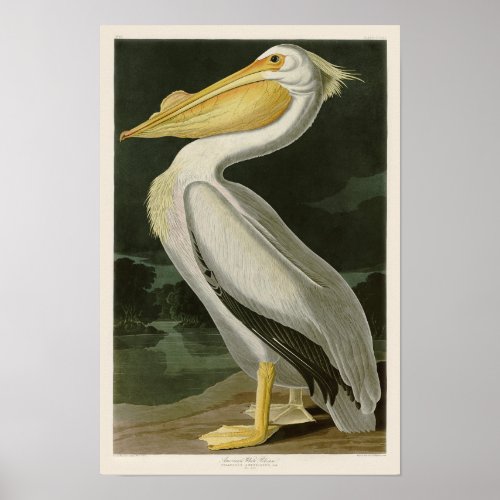 White Pelican John James Audubon Birds of America Poster