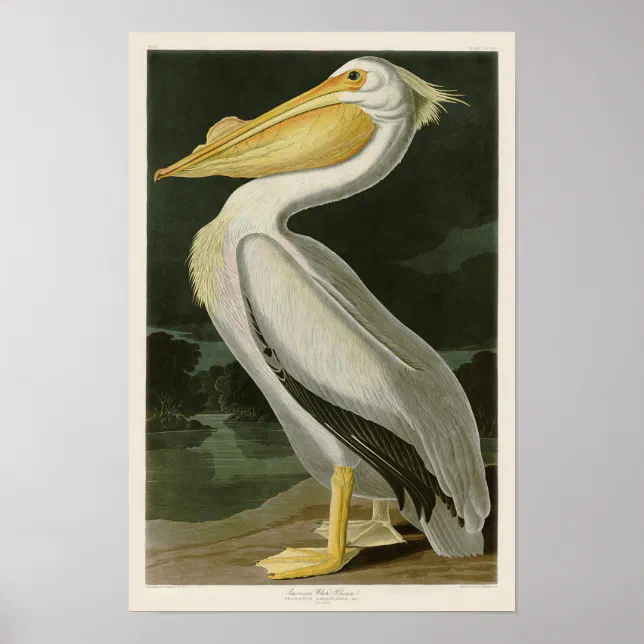 White Pelican John James Audubon Birds of America Poster | Zazzle