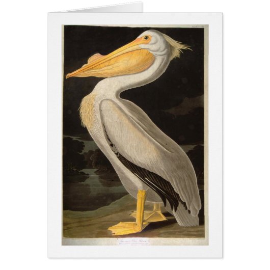 White Pelican, John James Audubon Cards (Front)
