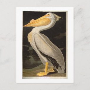 White Pelican, John James Audubon Postcard