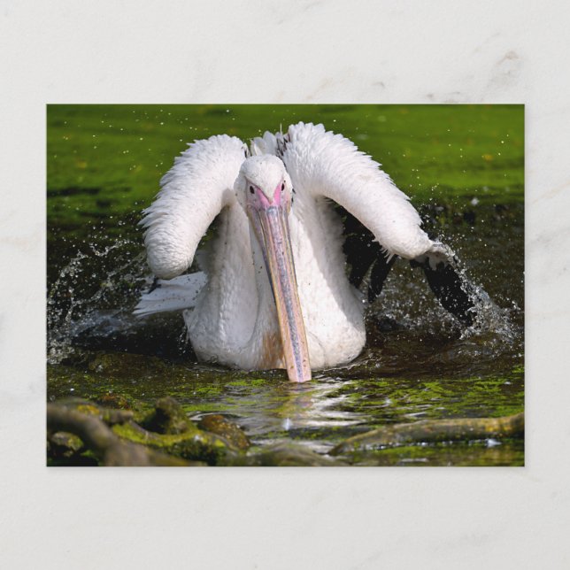 White pelican on the water postcard (Front)