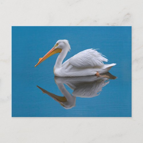 White Pelican Postcard