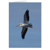 White Pelican Takes Flight (Front)