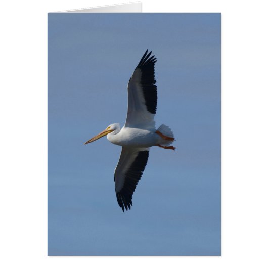 White Pelican Takes Flight (Front)