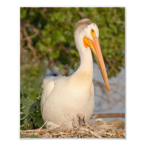 White Pelican with Baby Photography Print